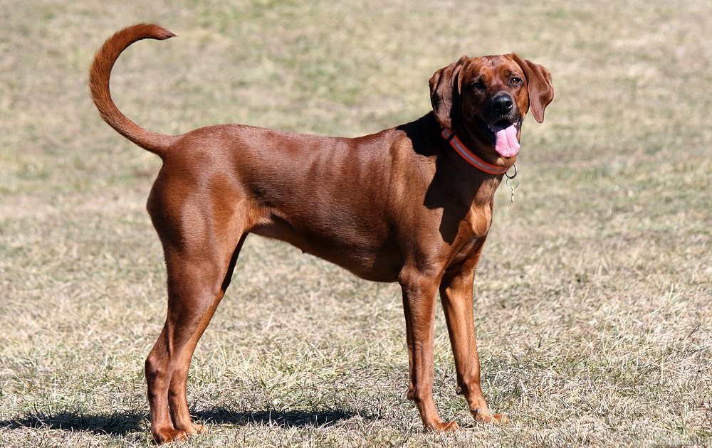 Top 10 Hunting Dog Breeds: Trusted Partners for the Trail