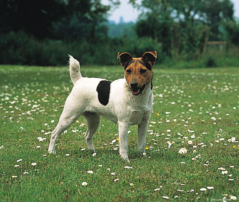 Top 10 Hunting Dog Breeds: Trusted Partners for the Trail