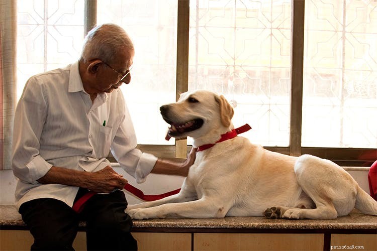 Therapy Pets: How Animals Support Physical & Mental Health