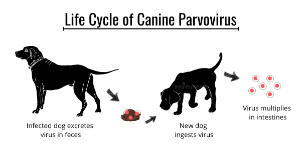 Canine Parvovirus: Symptoms, Prevention, and Treatment