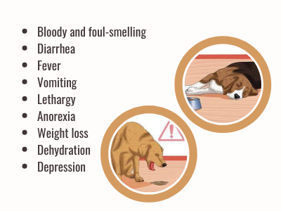 Canine Parvovirus: Symptoms, Prevention, and Treatment