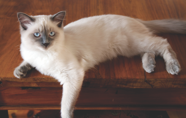 10 Most Friendly Cat Breeds for Loving Homes