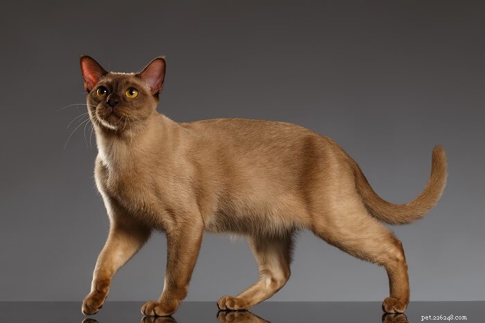10 Most Friendly Cat Breeds for Loving Homes