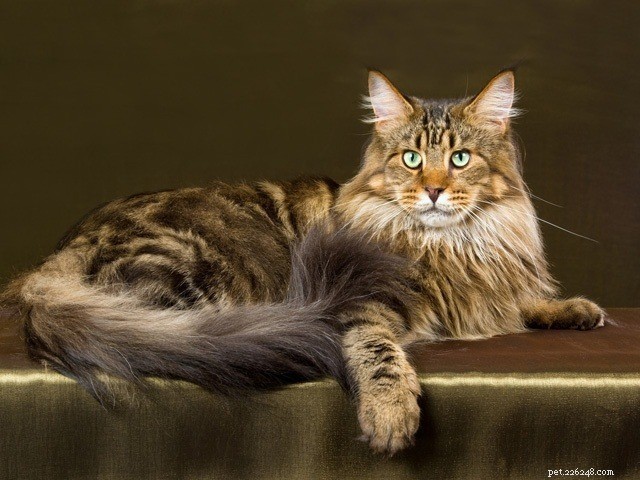 10 Most Friendly Cat Breeds for Loving Homes