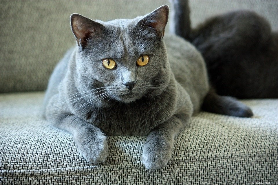 10 Most Friendly Cat Breeds for Loving Homes