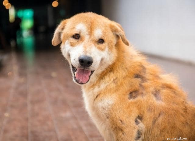 Managing Dog Hair Shedding: Expert Tips & Common Mistakes