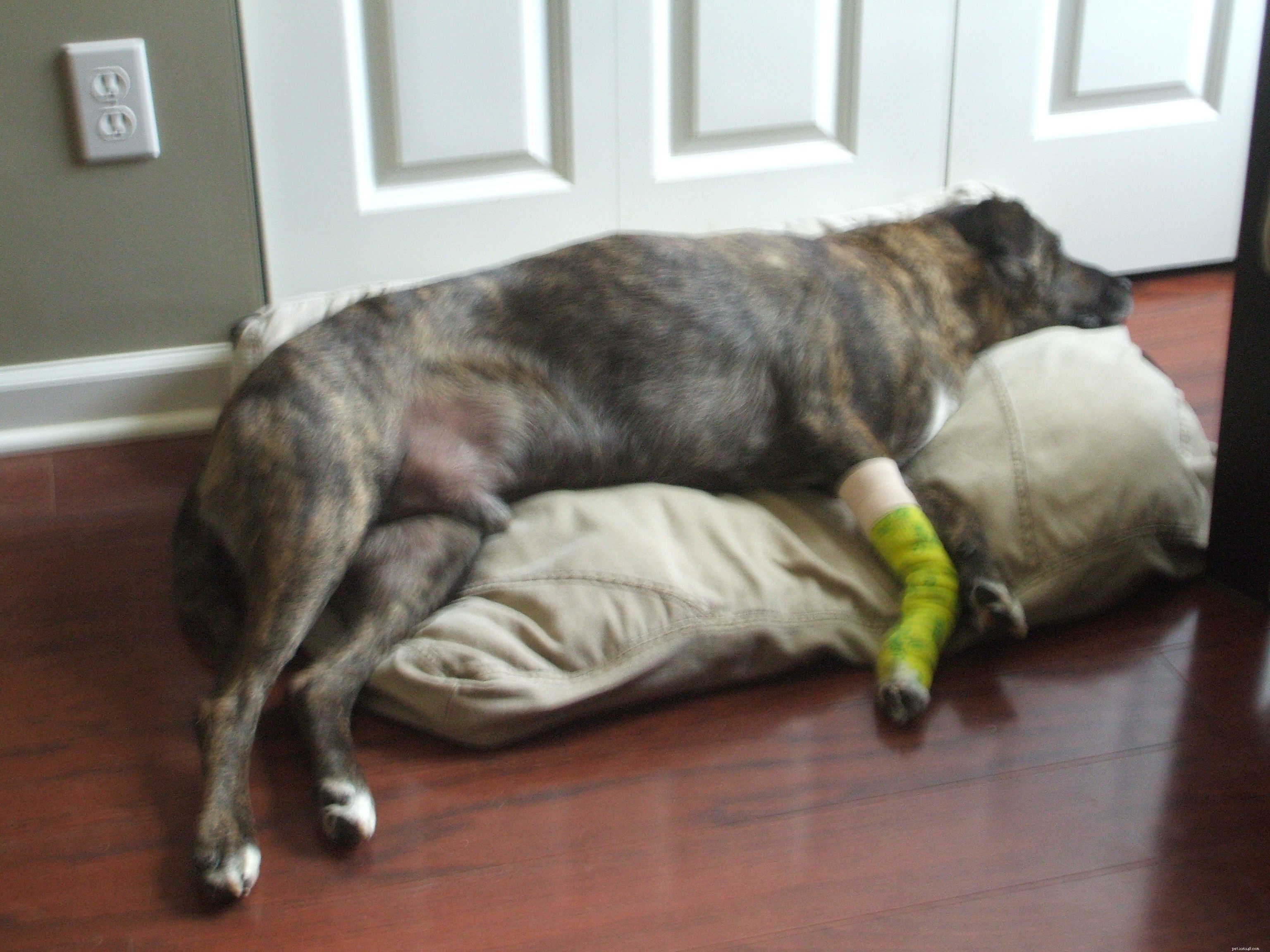 Update on Emmett s Post-Operative Recovery