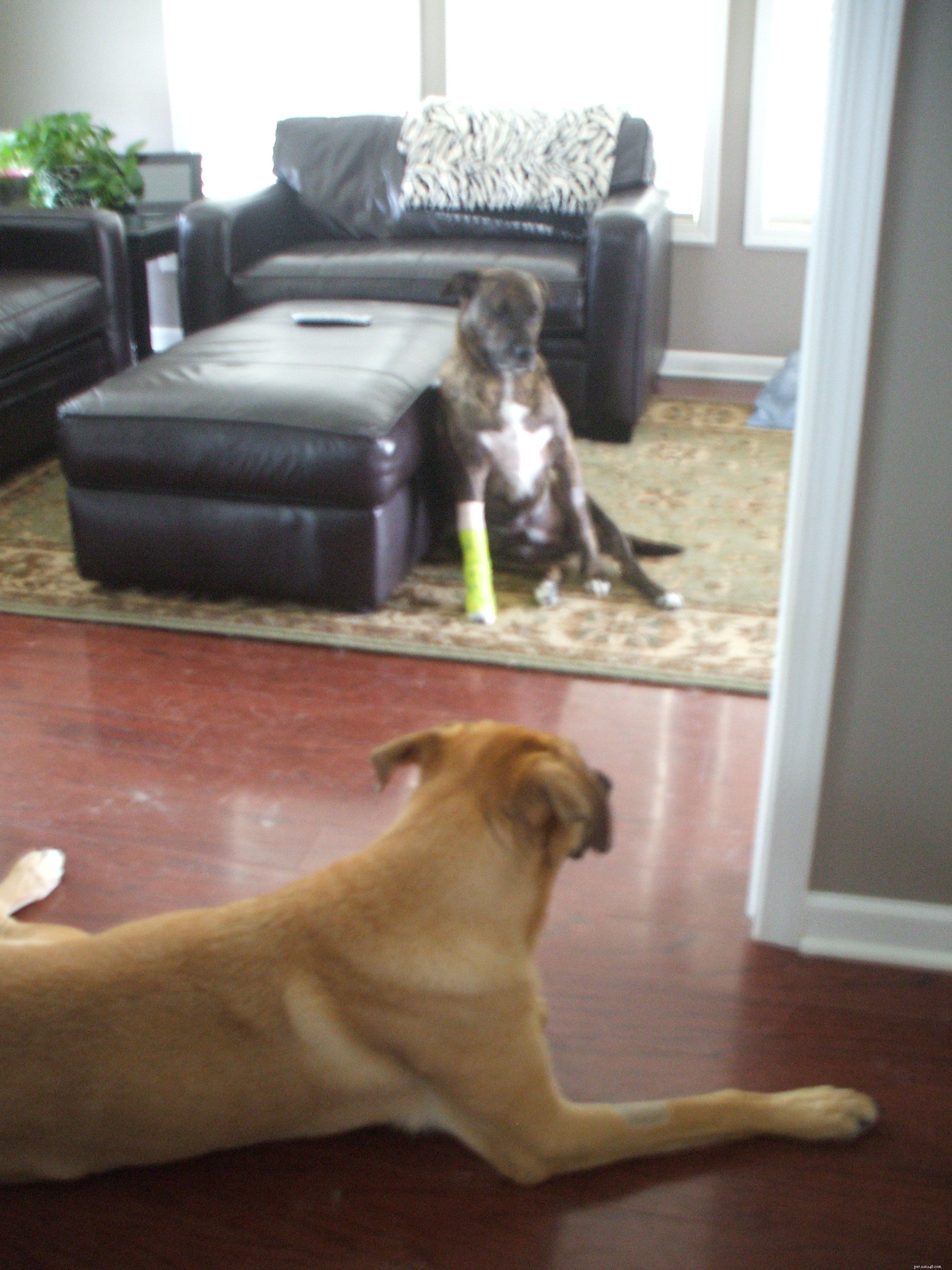 Update on Emmett s Post-Operative Recovery