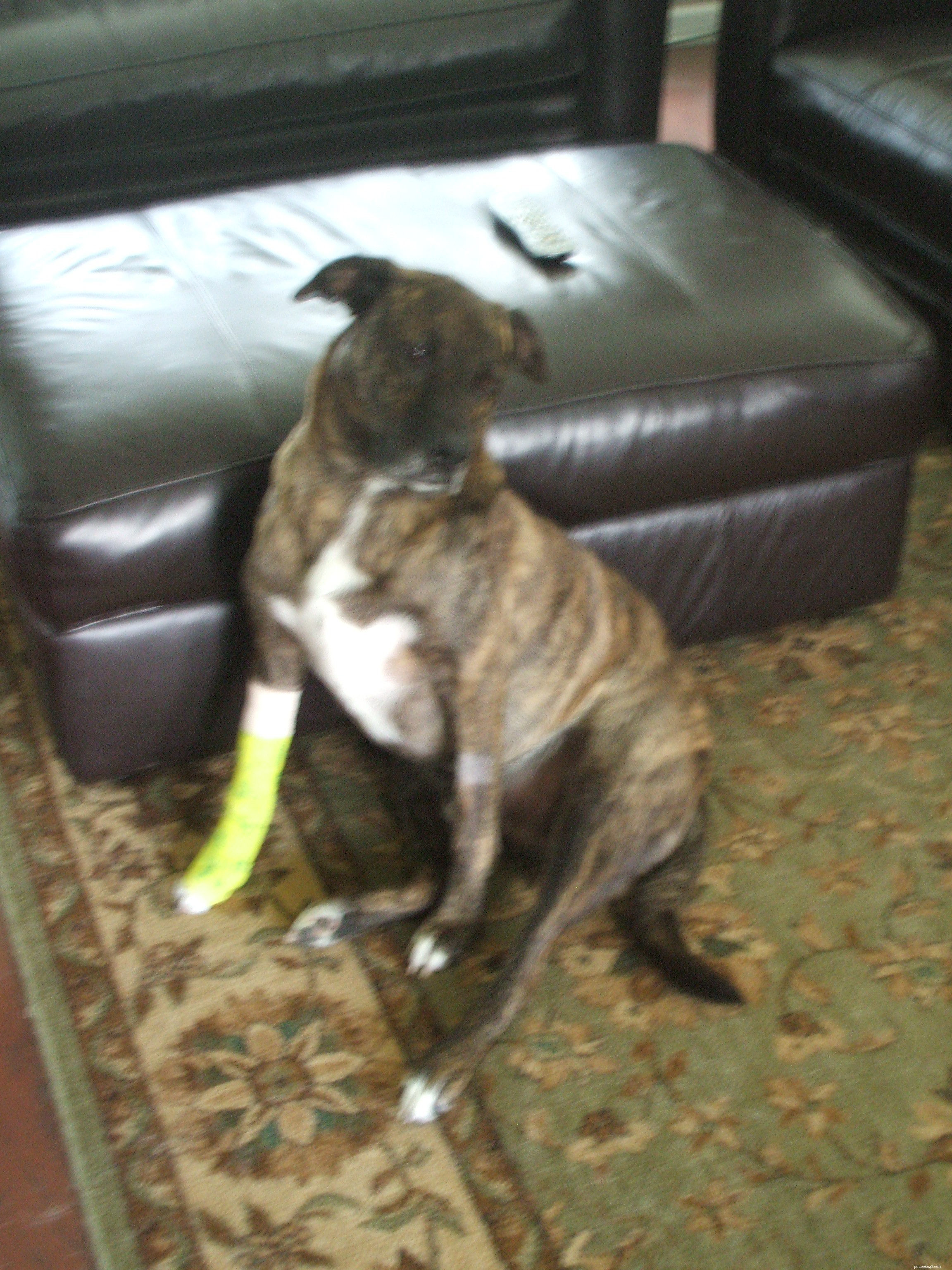 Update on Emmett s Post-Operative Recovery