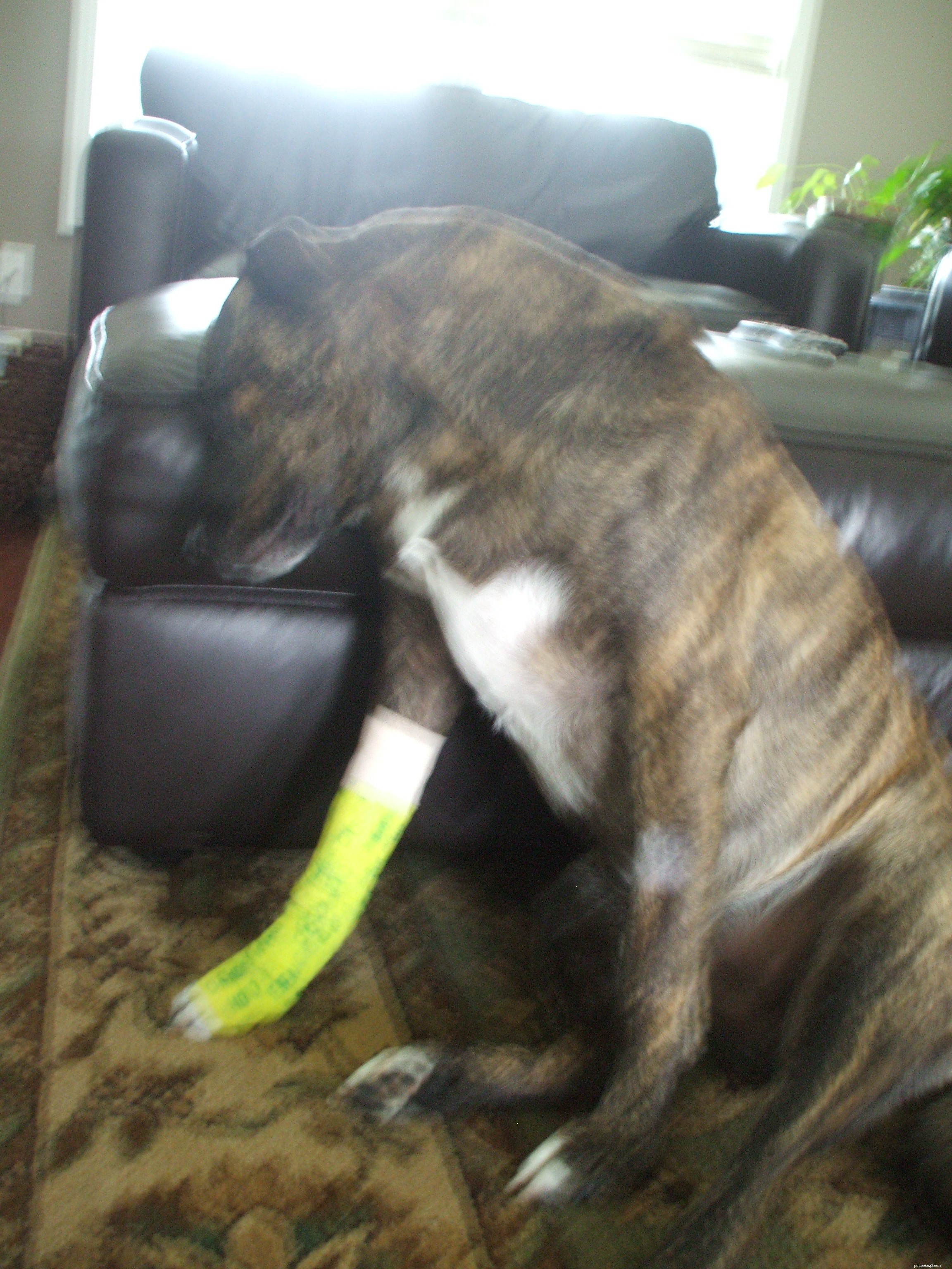 Update on Emmett s Post-Operative Recovery