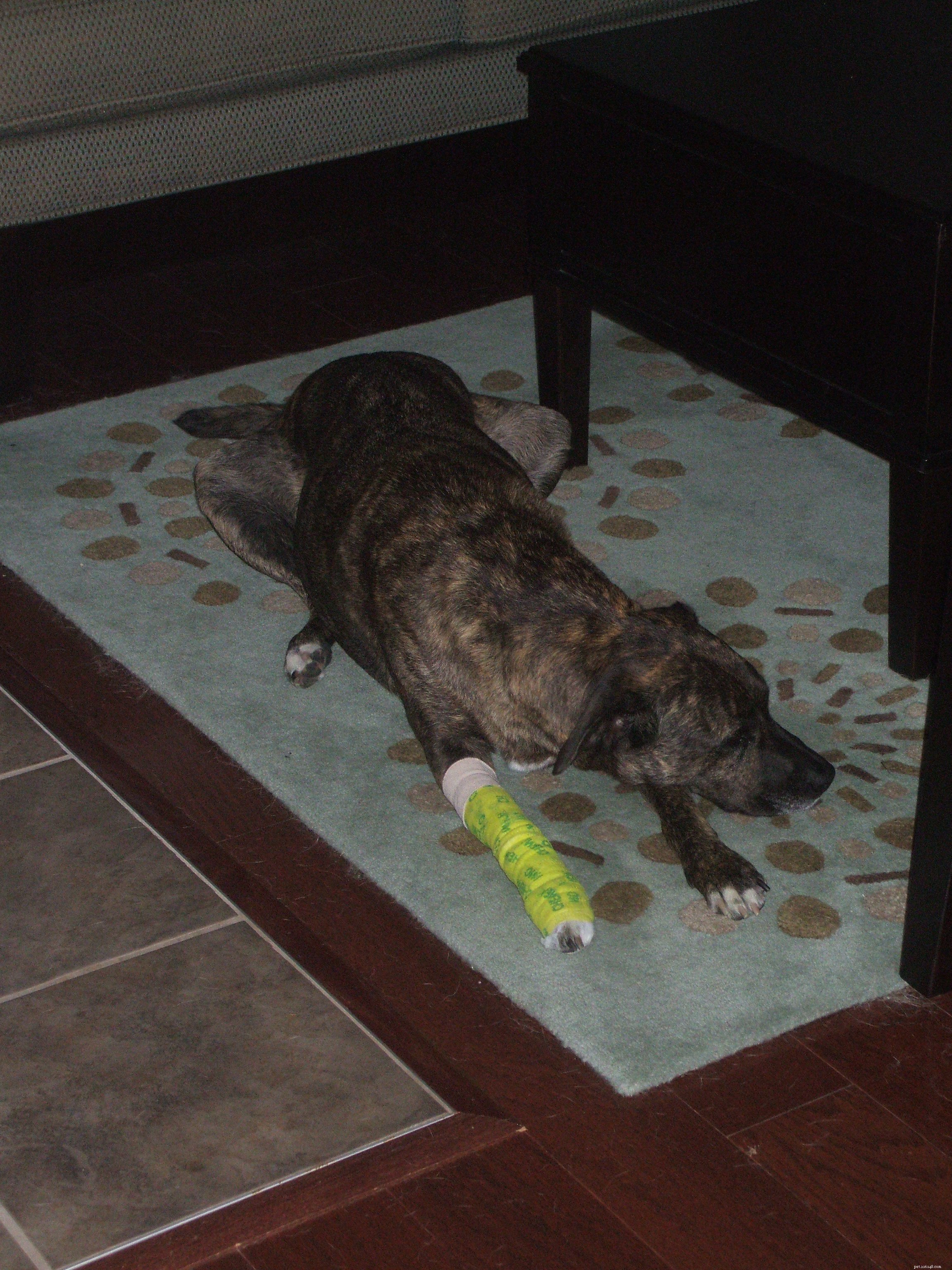Update on Emmett s Post-Operative Recovery
