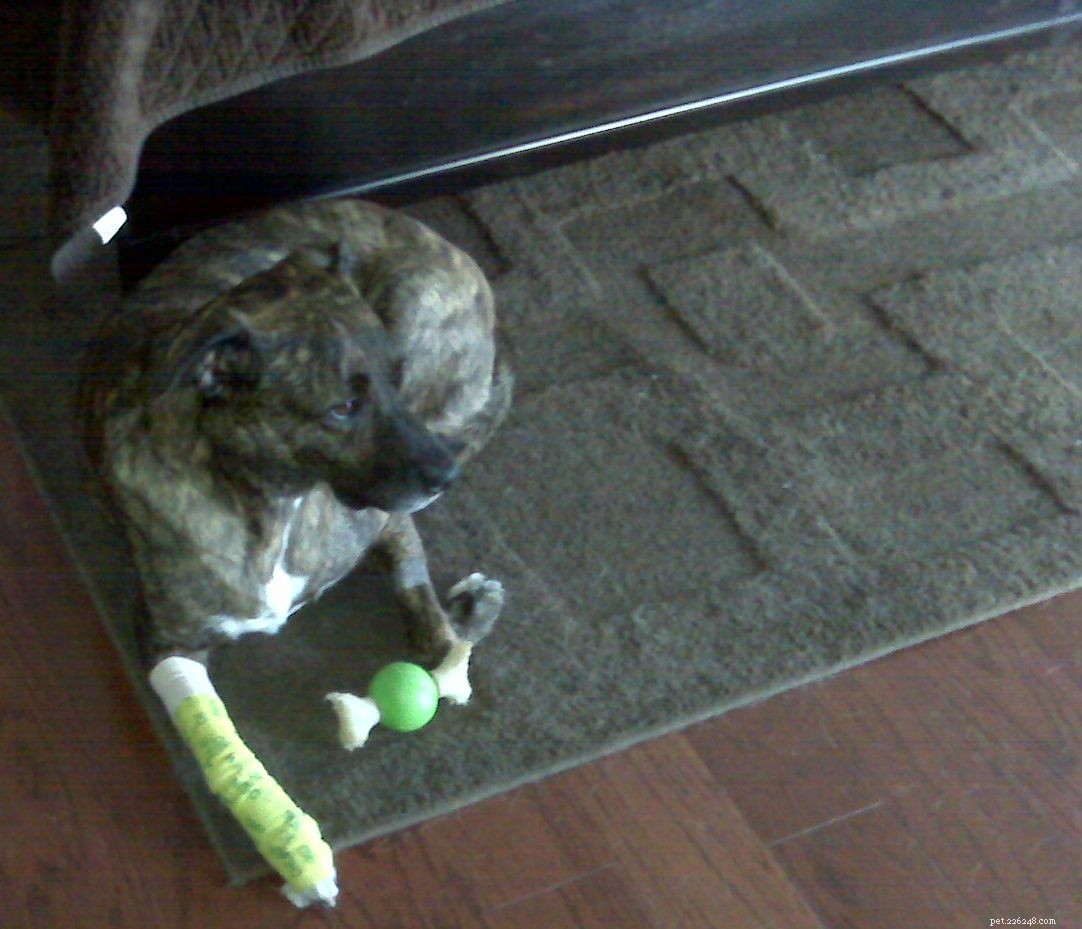 Update on Emmett s Post-Operative Recovery