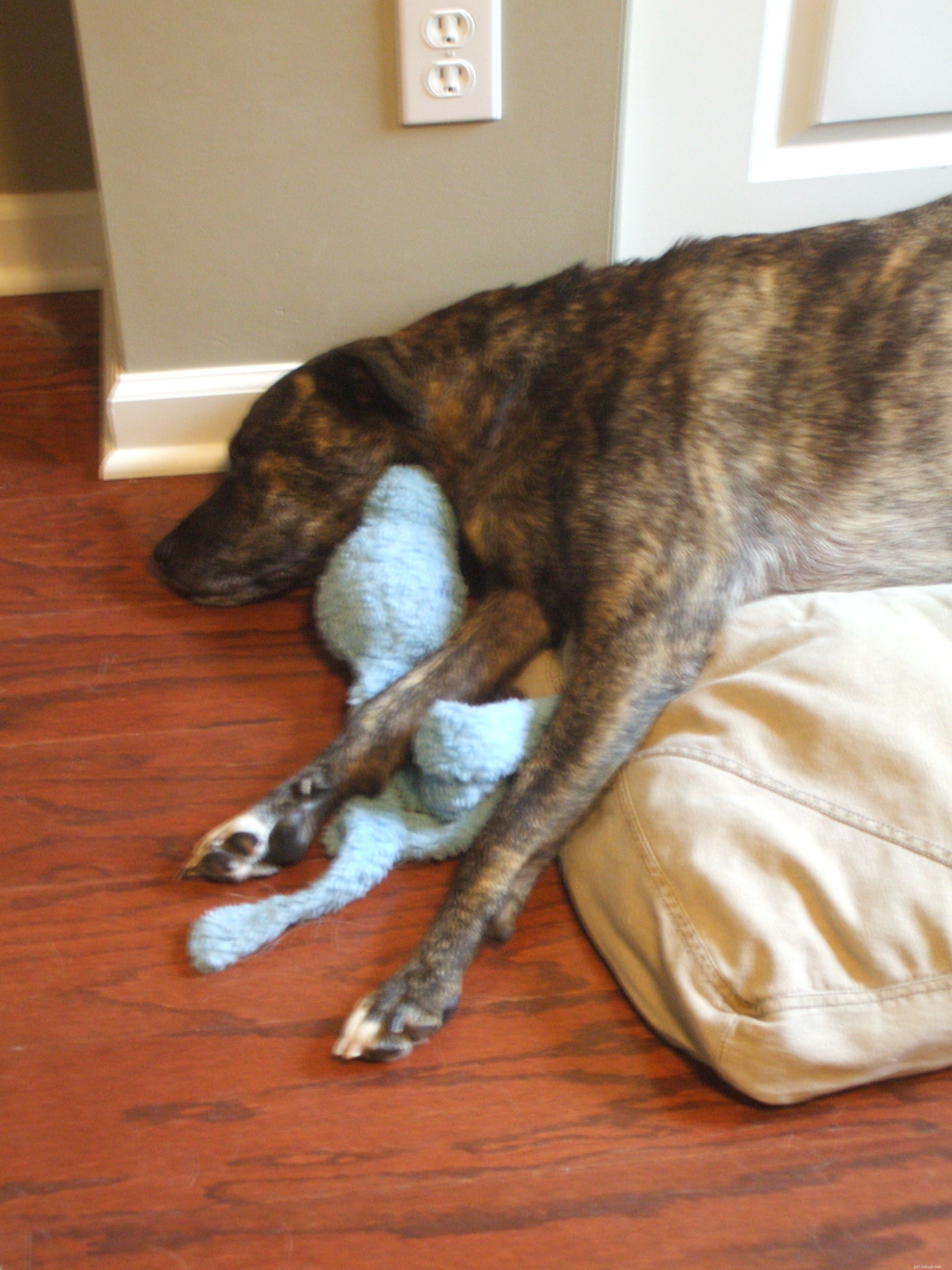 Unexpected Lump on Emmett Raises Concerns: Quick Vet Response and Pathology Results