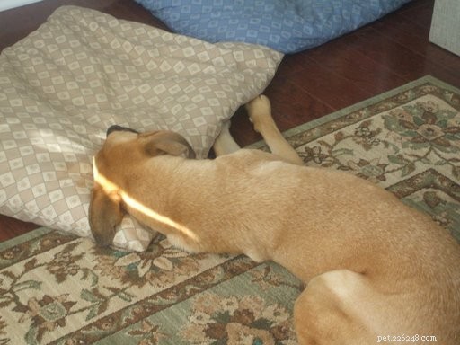 Lucas Recovers from Benign Tumor Removal Surgery