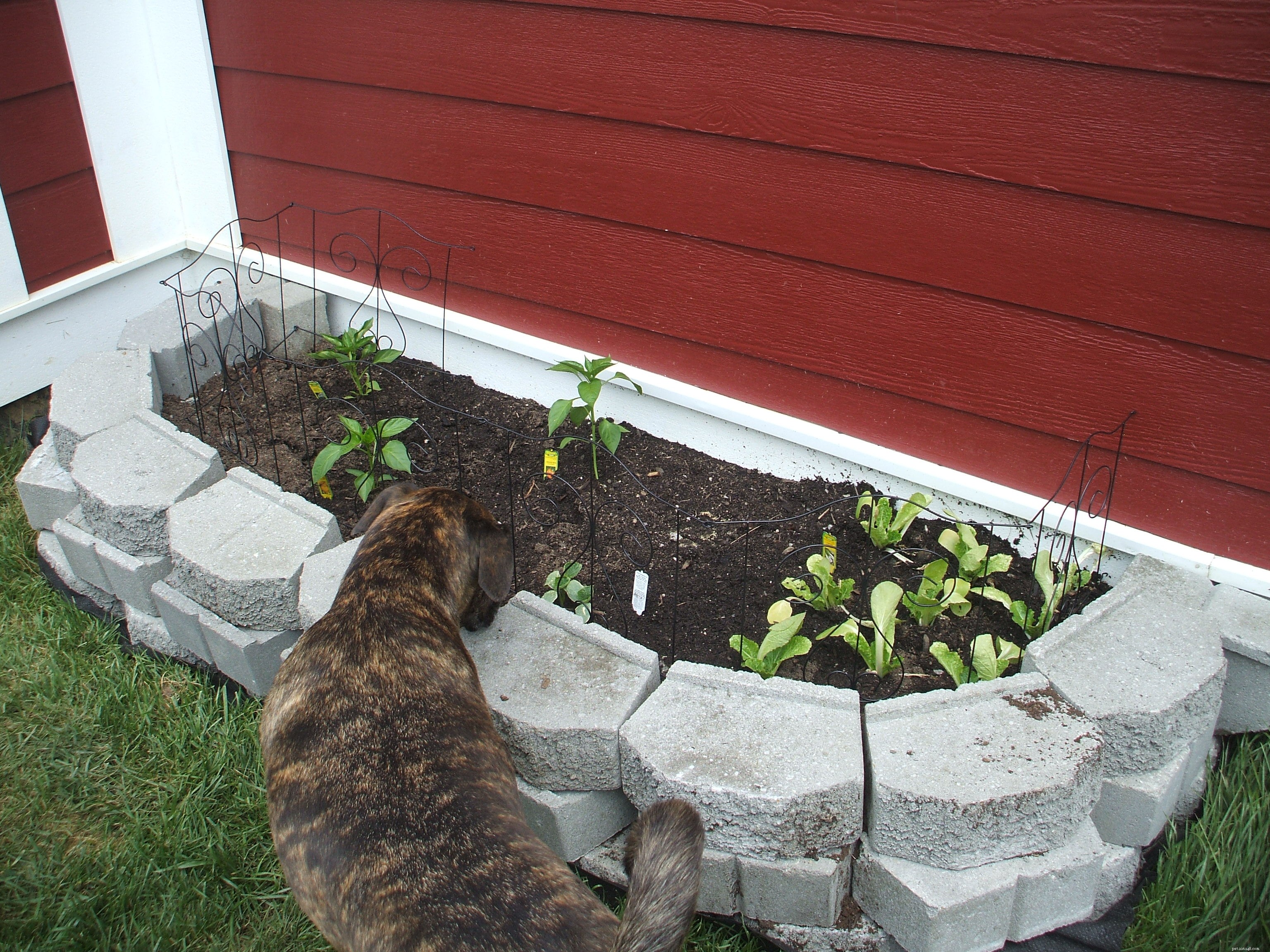 Mastering Your First Vegetable Garden: A Beginner s Guide