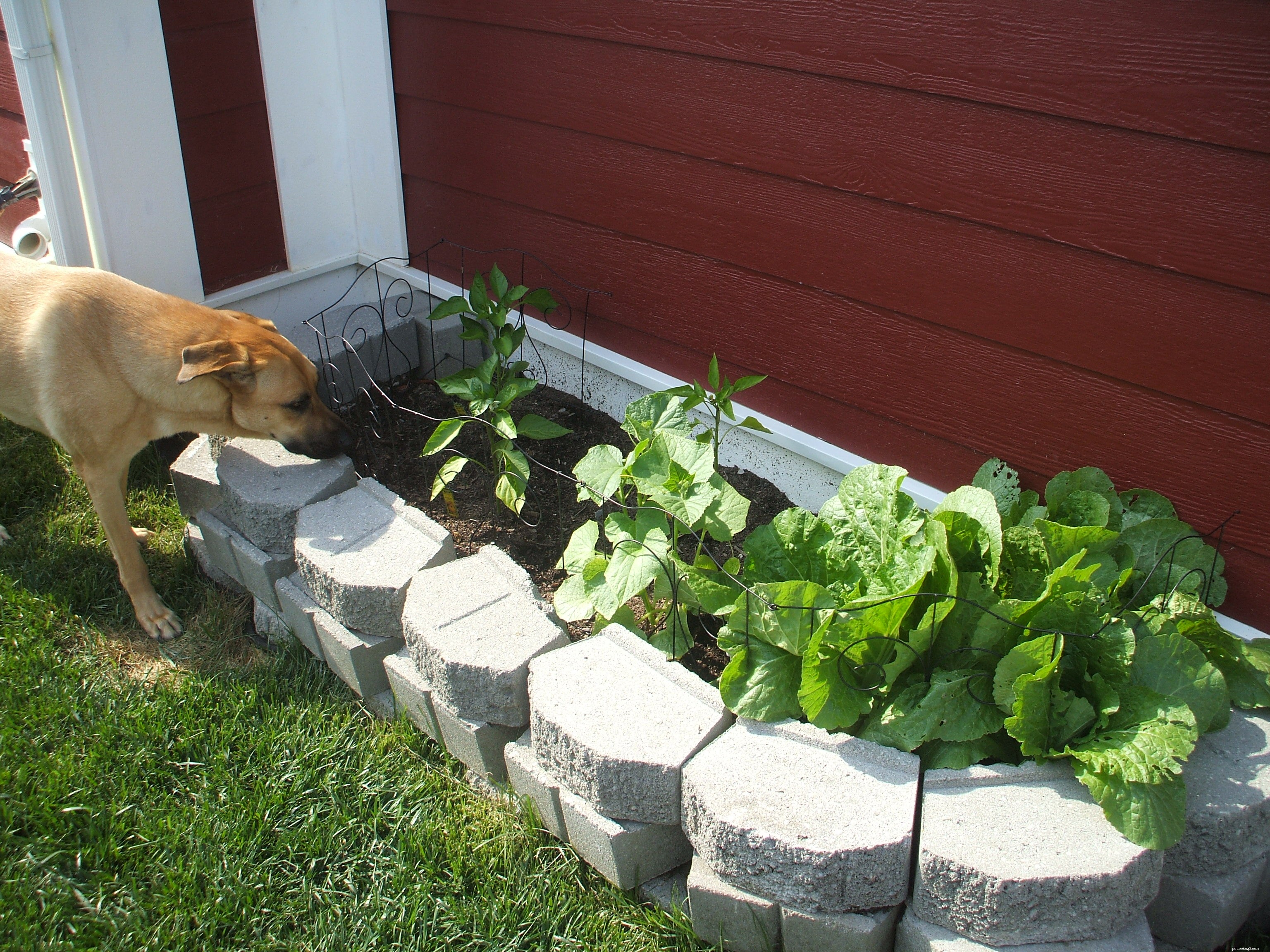 Mastering Your First Vegetable Garden: A Beginner s Guide