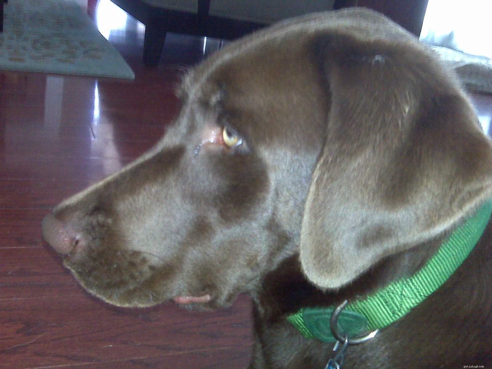 Emmett s Recovery Journey: A Dog s Post-Surgery Update