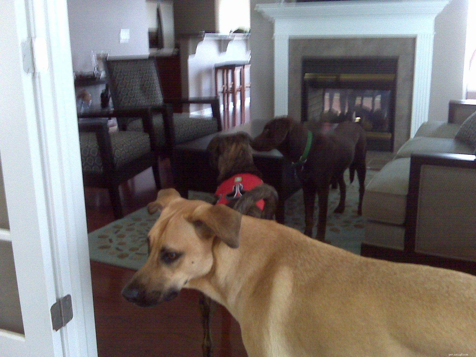 Emmett s Recovery Journey: A Dog s Post-Surgery Update
