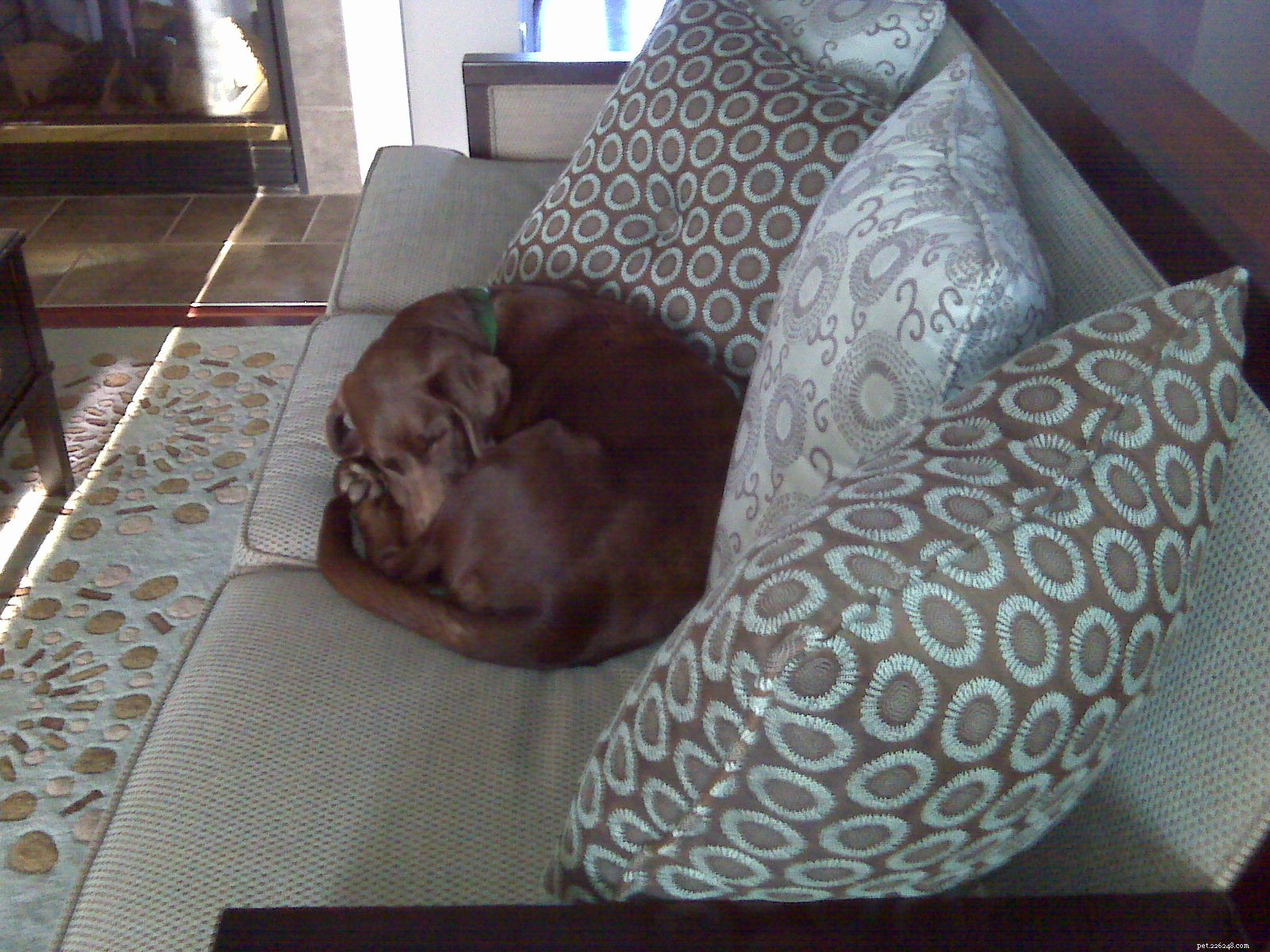 Emmett s Recovery Journey: A Dog s Post-Surgery Update