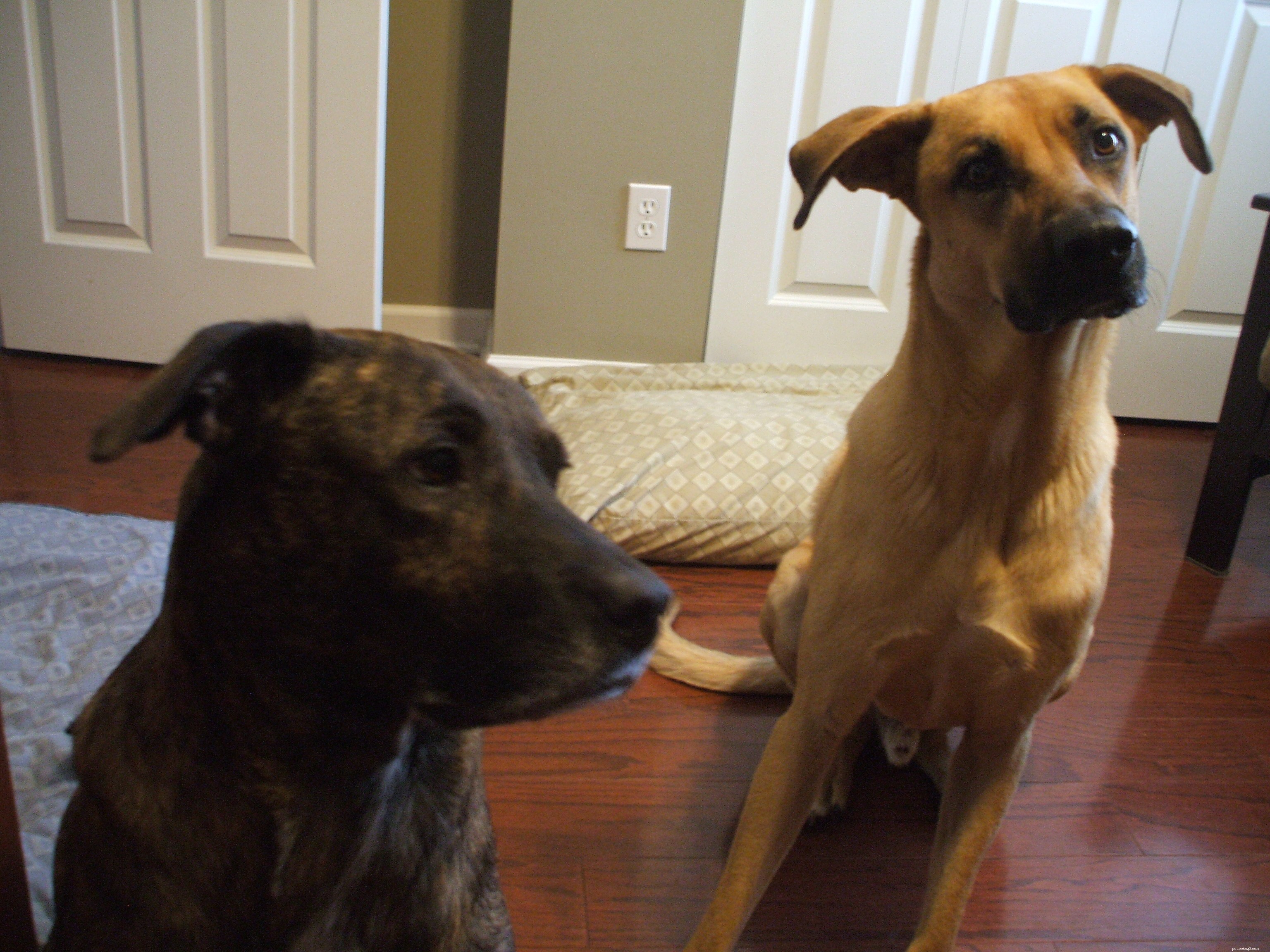 Choosing the Right Dog Food: A Comprehensive Guide to Health and Wellness