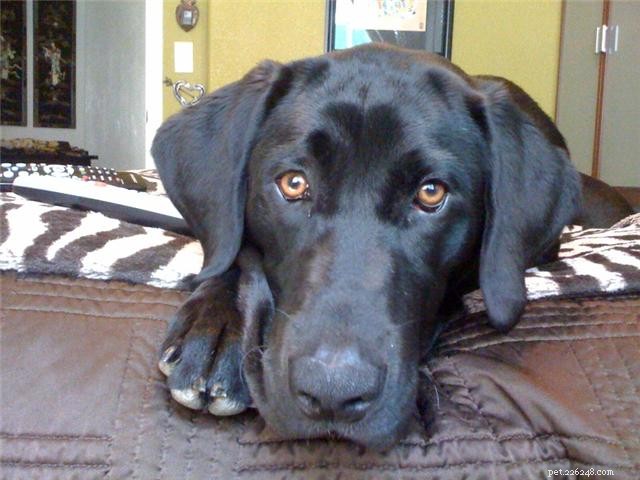 Inside Alopaw Hawaiian Dog Treats: Shannon’s Journey to Cruelty‑Free, Healthy Snacks