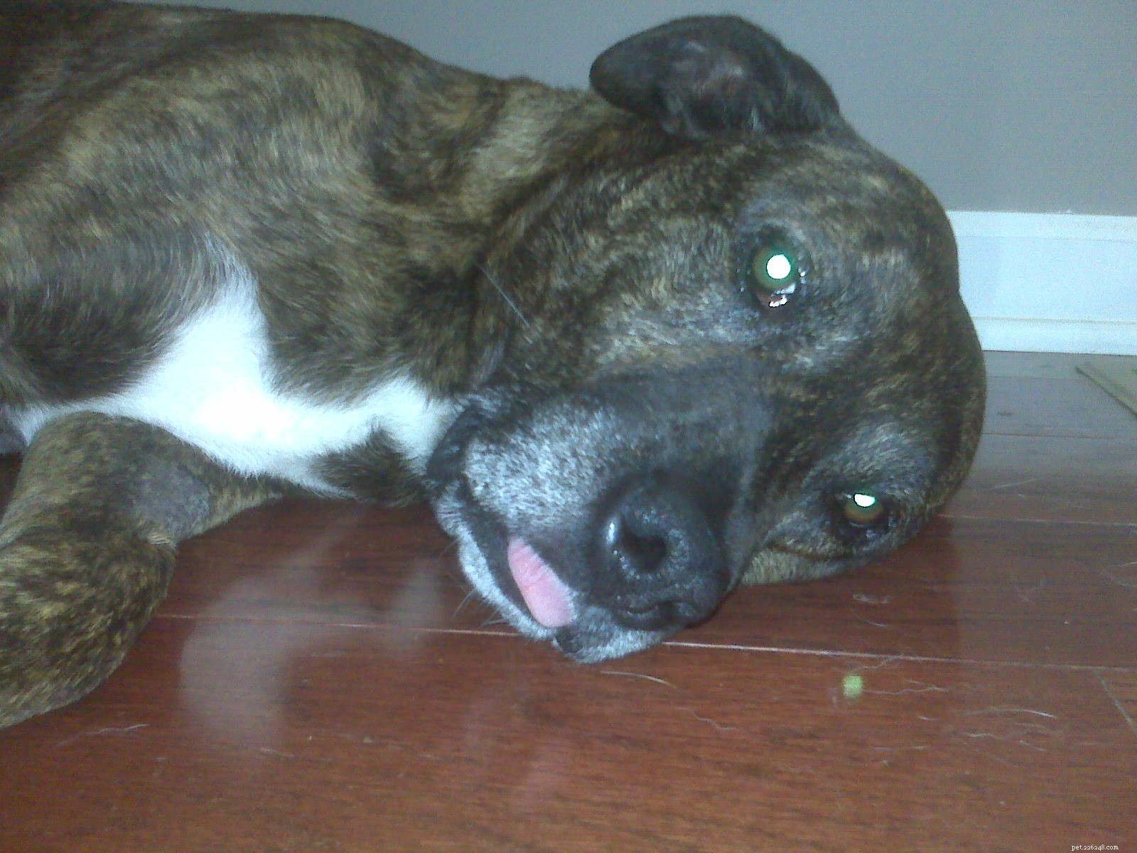 Emmett’s Recovery Update: Bumps Not Cancerous, One-Year Cancer-Free Celebration Ahead