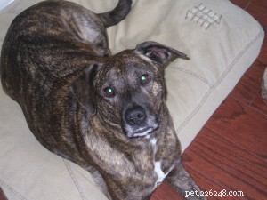Staying Positive Through a Dog’s Second Surgery