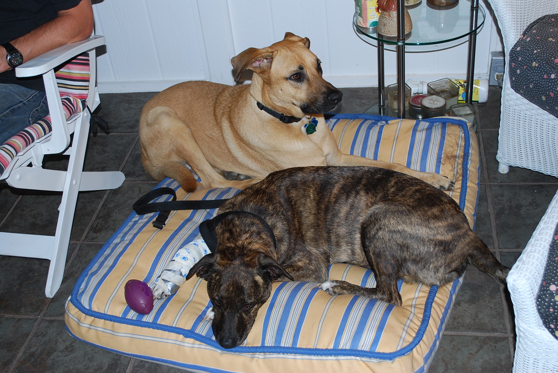 Navigating Canine Cancer: A Caregiver s Guide