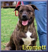 Transforming Emmett: Lessons in Healing a Formerly Malnourished Dog