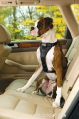 Ensuring Your Dog’s Safety While Driving: Essential Car Tips