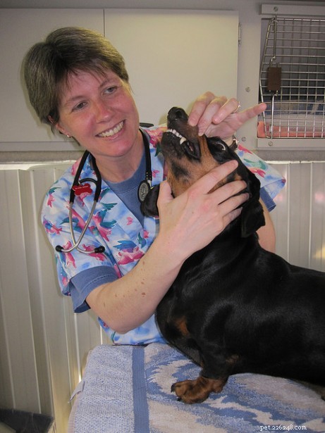 Pet Health Insights: Nutrition & Preventative Care for a Healthy Dog