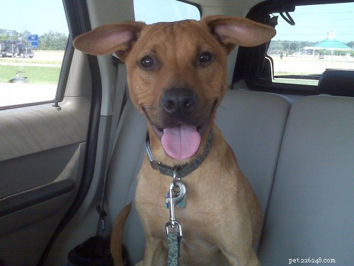 Unexpected Fleas After BlogPaws: How We Tackled the Problem