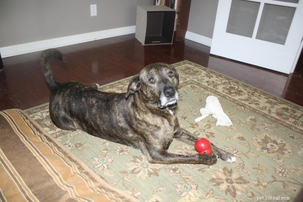Managing Your Dog’s Seasonal Allergies: Proven Tips for a Comfort‑Free Life