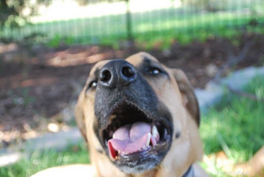Lucas s Unexpected Journey: A Dog s Health Mystery