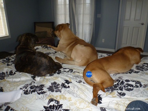 Managing Big and Small Dogs: A Guide to Patience and Playful Challenges