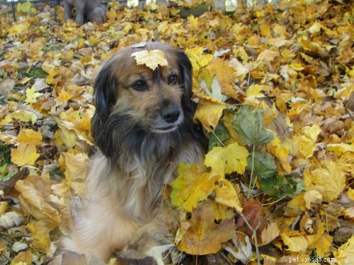 5 Proven Tips to Lose Weight While Keeping Your Dog Happy