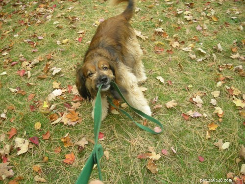 5 Proven Tips to Lose Weight While Keeping Your Dog Happy