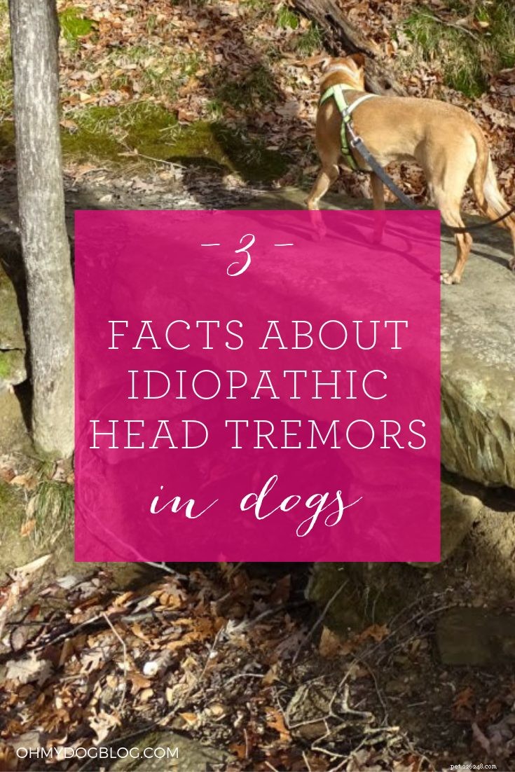 Idiopathic Head Tremors in Dogs: Expert Guide & Resources