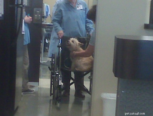 My First Interferon Week: A Glimpse into the Pet Therapy Experience