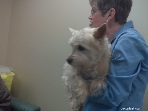 My First Interferon Week: A Glimpse into the Pet Therapy Experience