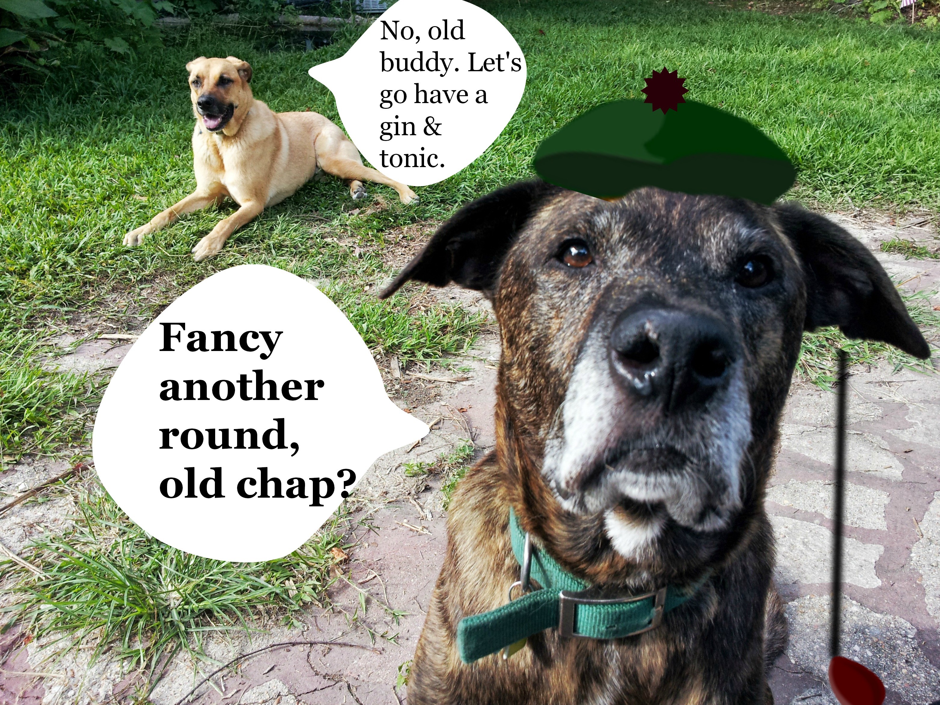 Caring for Your Senior Dog: Tips & Guidance