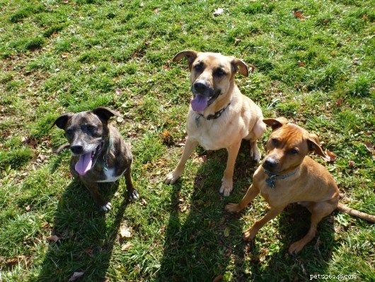 Choosing the Right Pet Sitter: Trusted Care for Your Pets While You’re Away