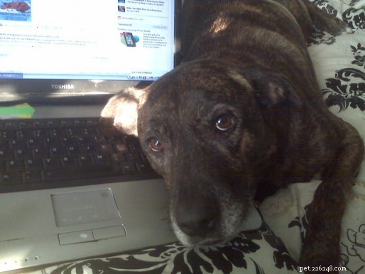 Is Your Pet Ready for an Emergency? Essential Planning Tips