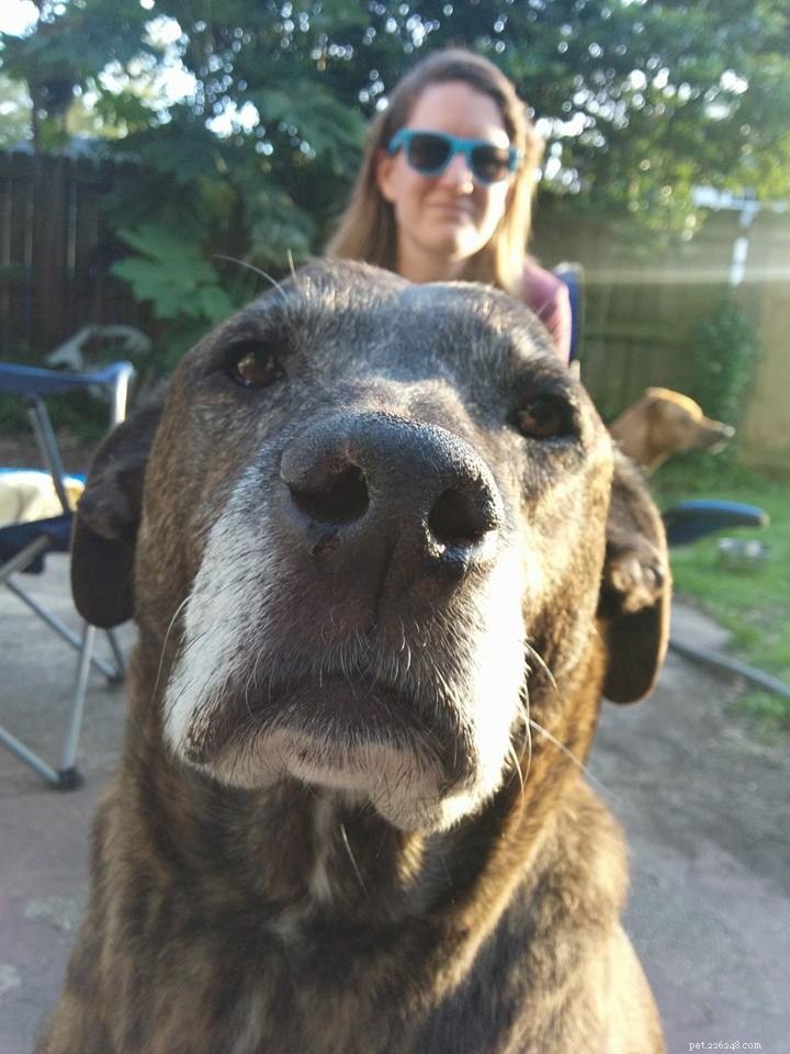 Veterinary Update: Lucas Tests Benign, Emmett Diagnosed with Aggressive Hemangiosarcoma