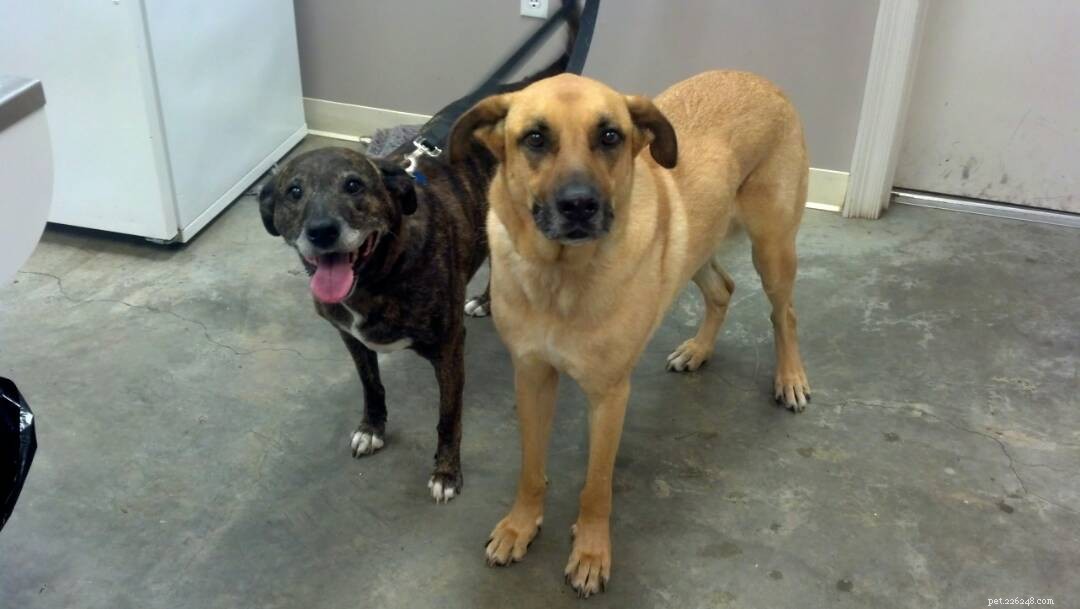 Two Dogs, Two Surgeries: A Compassionate Journey Through Veterinary Care