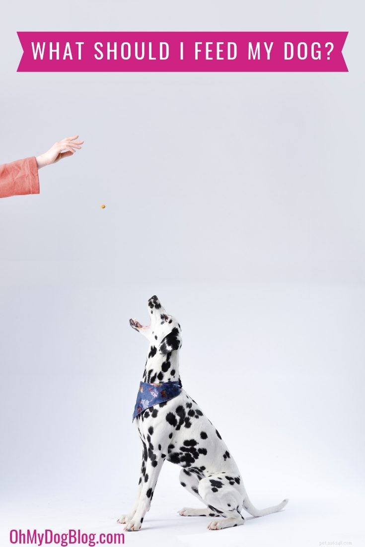 How to Choose the Right Food for Your Dog: A Guide to Healthy Nutrition