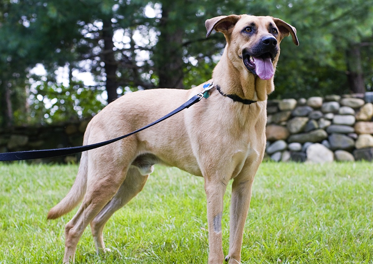 Preventing and Managing Joint Issues in Active Dogs: Expert Tips