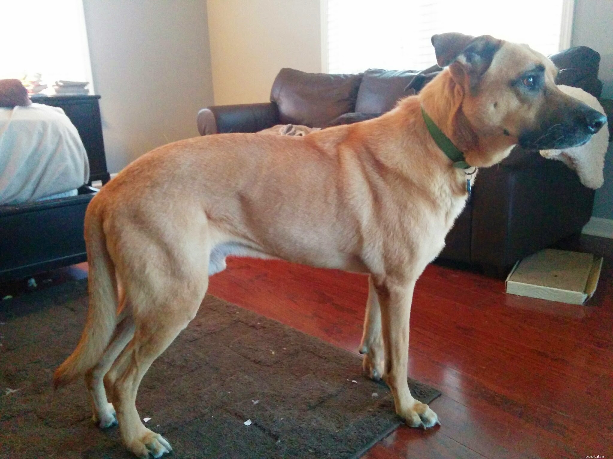 Preventing and Managing Joint Issues in Active Dogs: Expert Tips