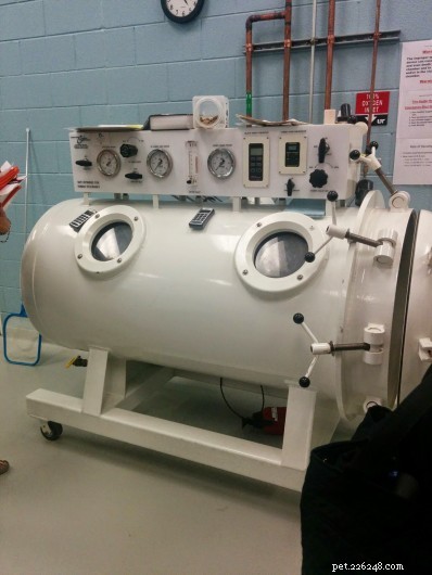Inside the UT Veterinary School: Key Takeaways from the PetSafe Summit
