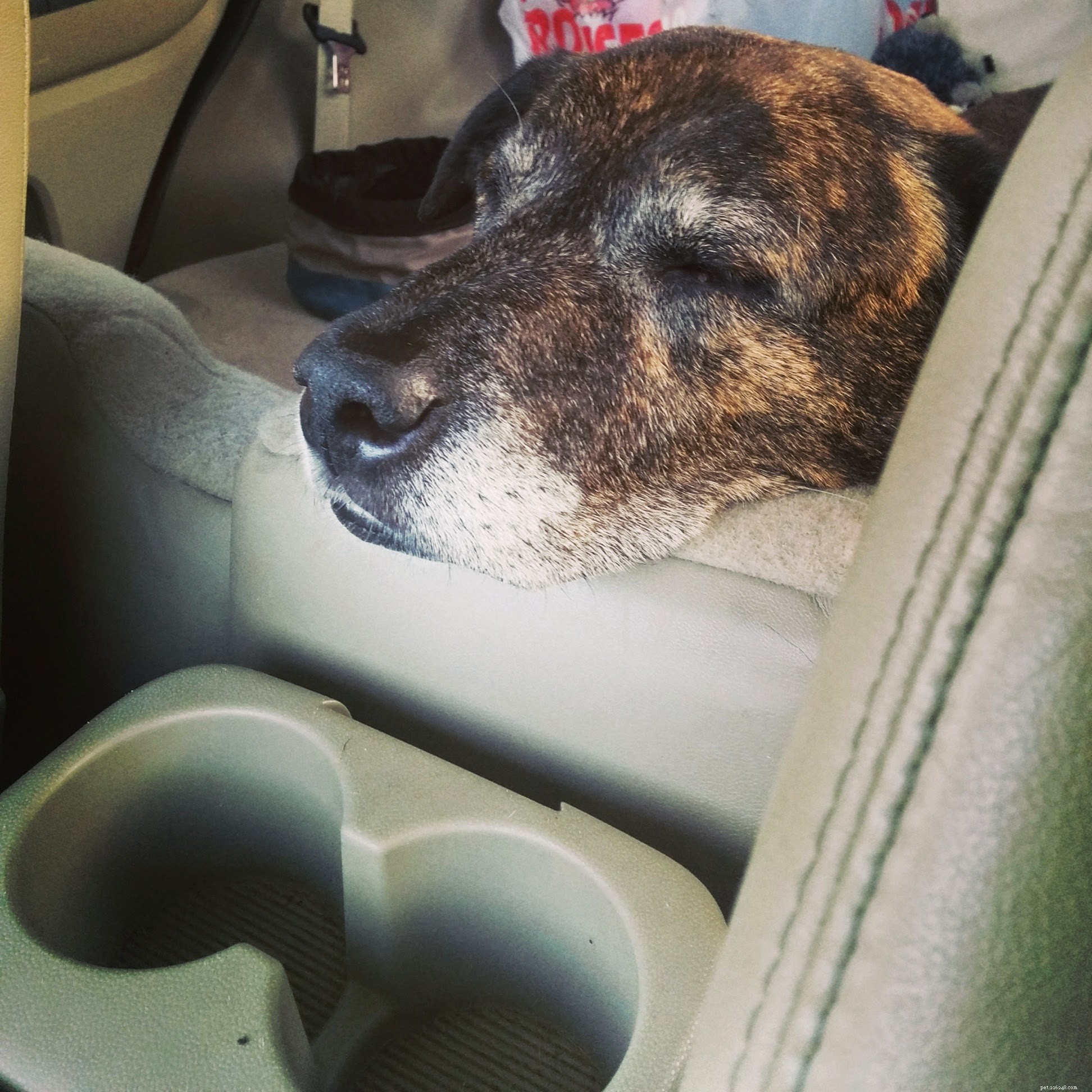 Emmett’s Recent Oncology Appointment: Positive Results and Ongoing Care